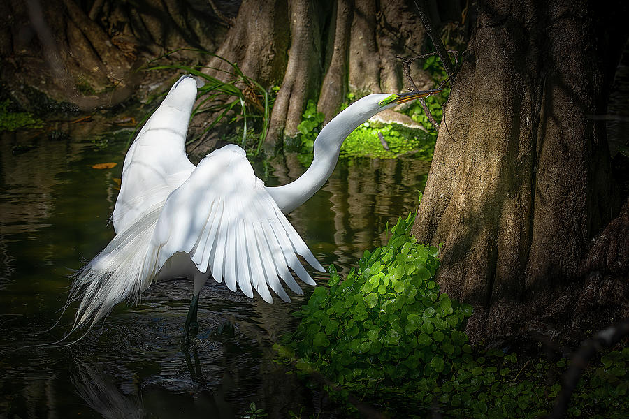 Egret in the Woods Photograph by Mark Andrew Thomas