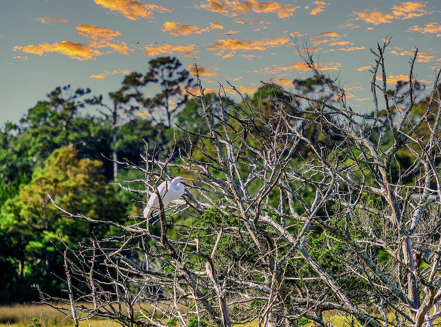 Egret in Tree at Dusk Photograph by Darryl Brooks