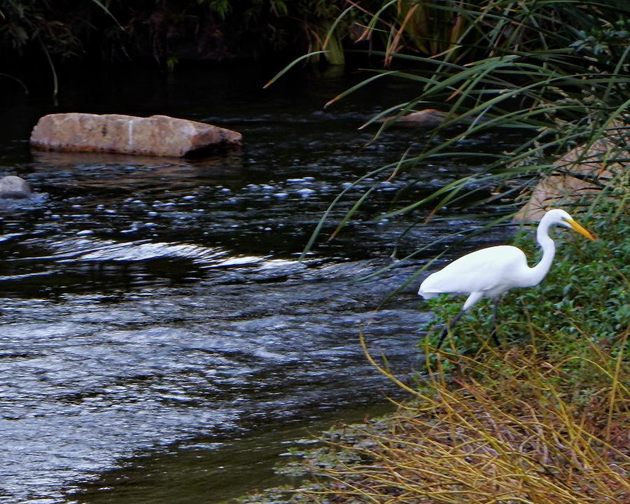 Egret Island Photograph by Andrew Lawrence