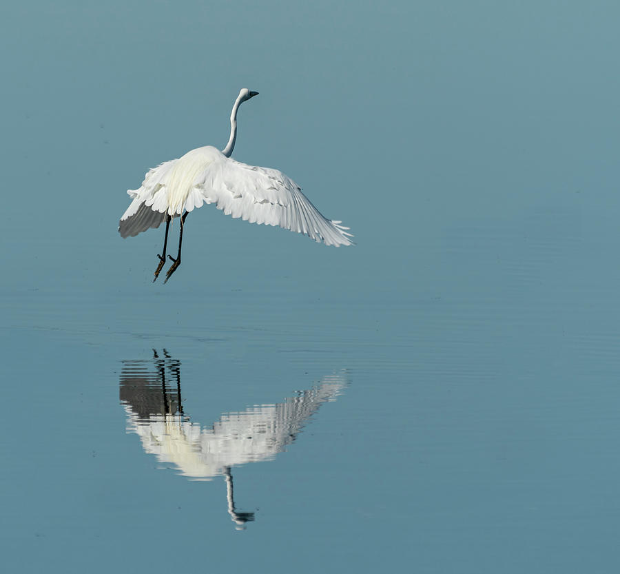 Egret Jumping Photograph by Roni Chastain