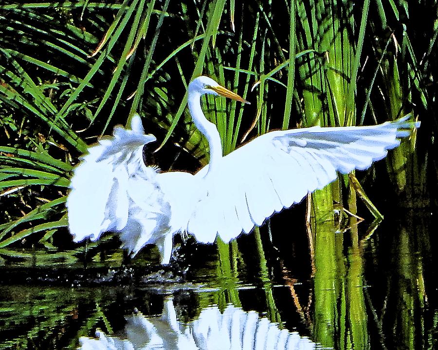 Egret Landing Photograph by Andrew Lawrence