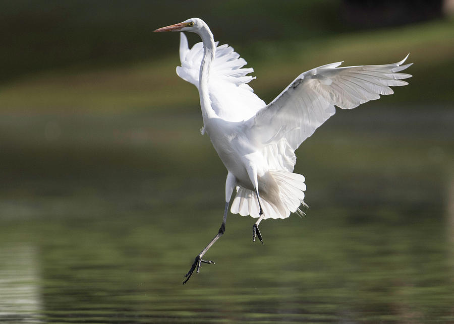 Egret Landing onWater  Photograph by Catherine Lau