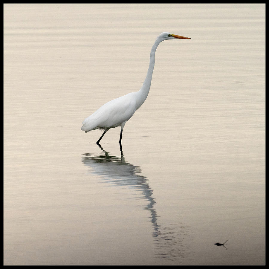 Egret Photograph by Mark Ivins
