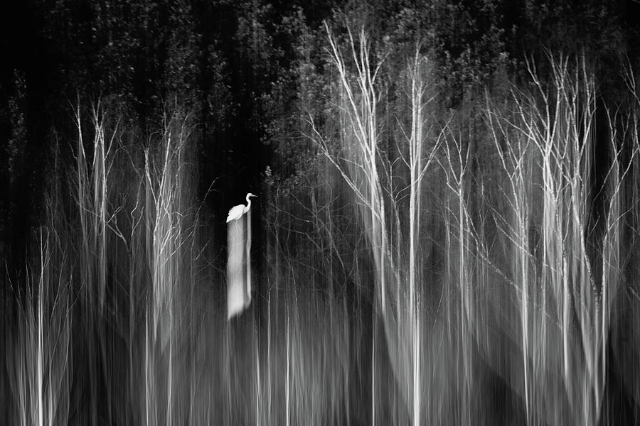 Egret Photograph by Martin Vorel Minimalist Photography