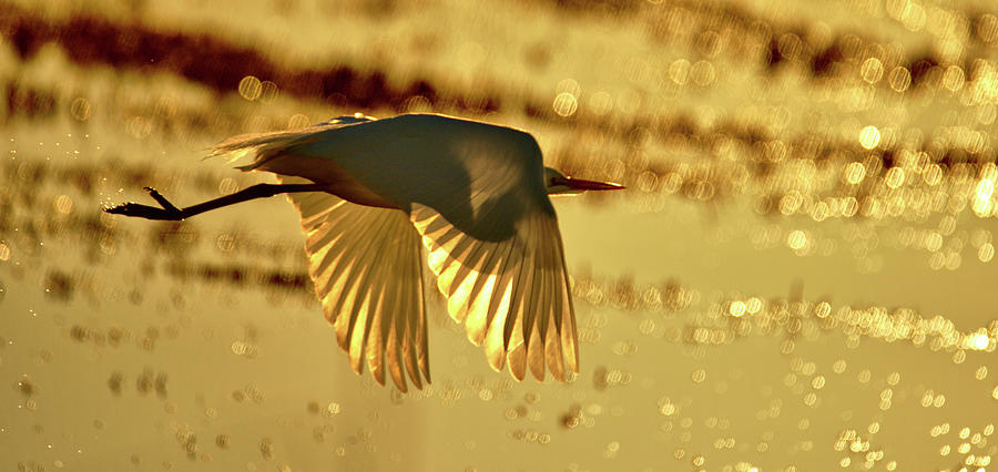 Egret near Sunset Photograph by Josephine Buschman