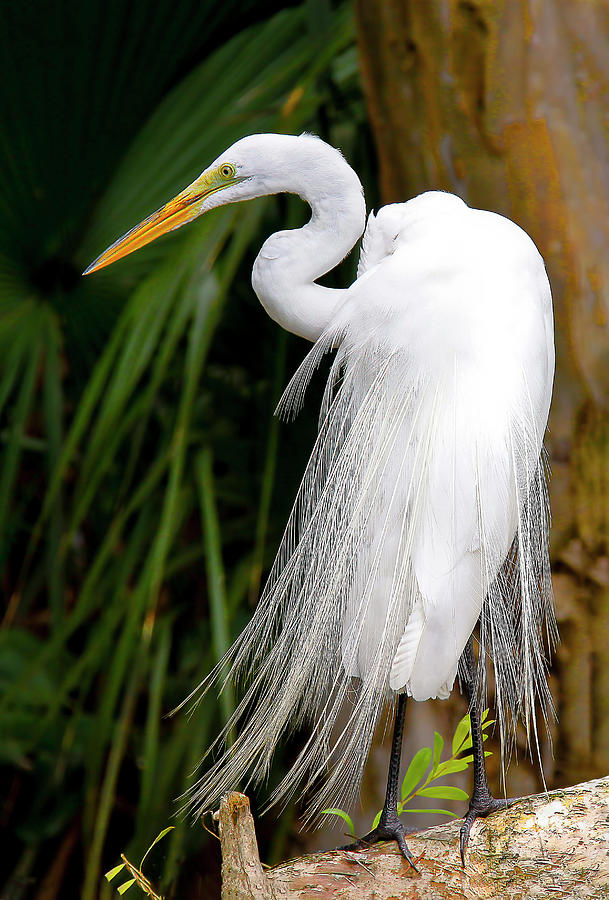 Egret on a Limb Photograph by Karen Sirnick