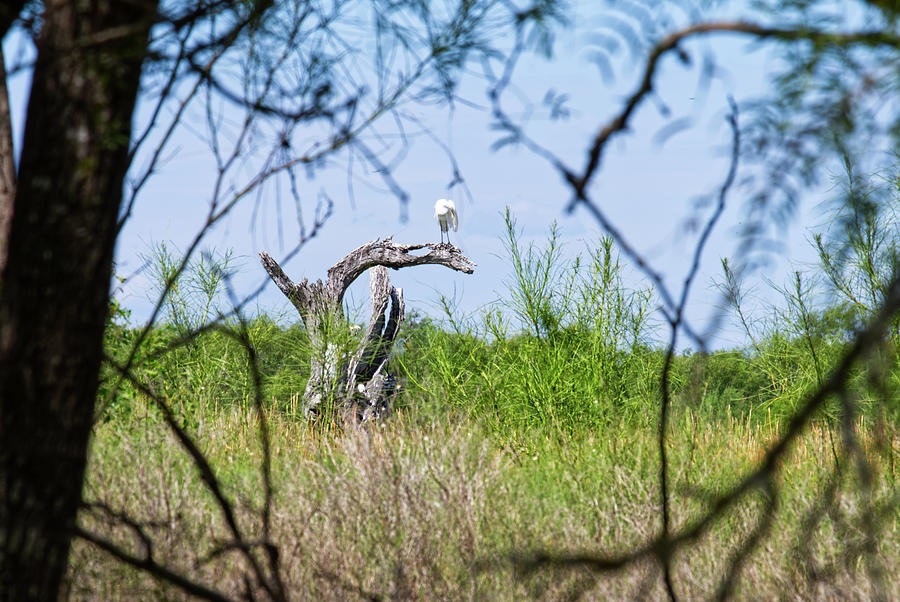 Egret on a tree Photograph by Eric Hafner