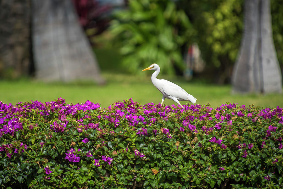 Egret on Hedge Photograph by Bill Cubitt