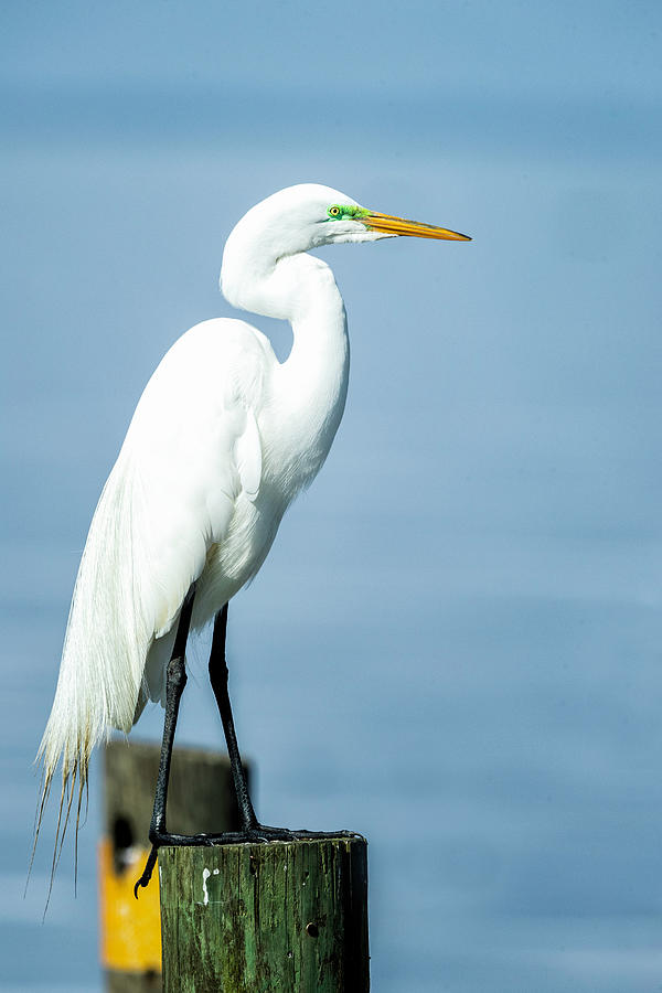 Egret on Pilling Photograph by Fran Gallogly