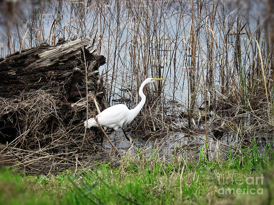 Egret on the Bank I Photograph by Theresa Fairchild