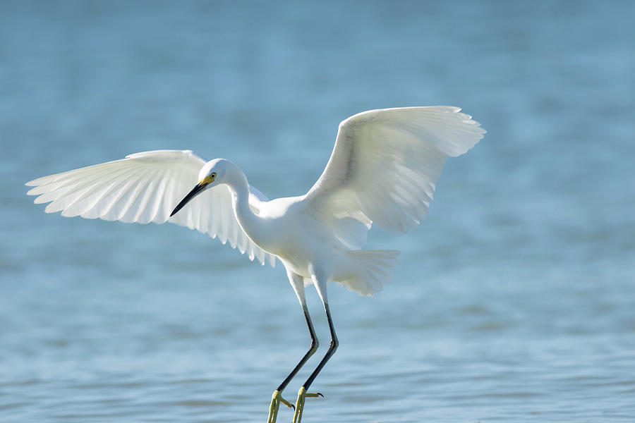 Egret on the Beach Photograph by George Kenhan