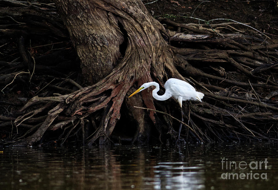 Egret On The Hunt Photograph by Douglas Stucky