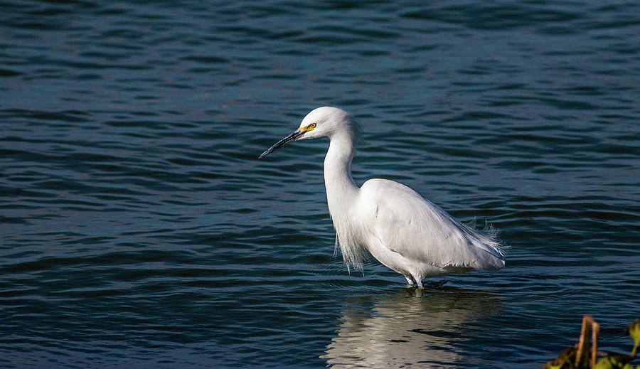 Egret on the Lake Photograph by Tommy Farnsworth