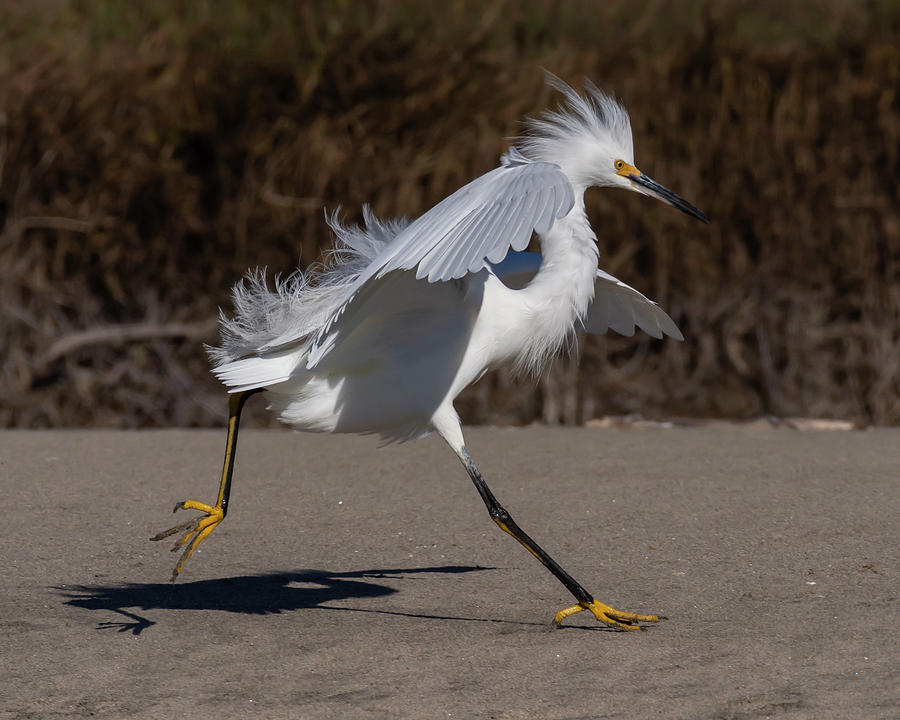 Egret On The Move Photograph