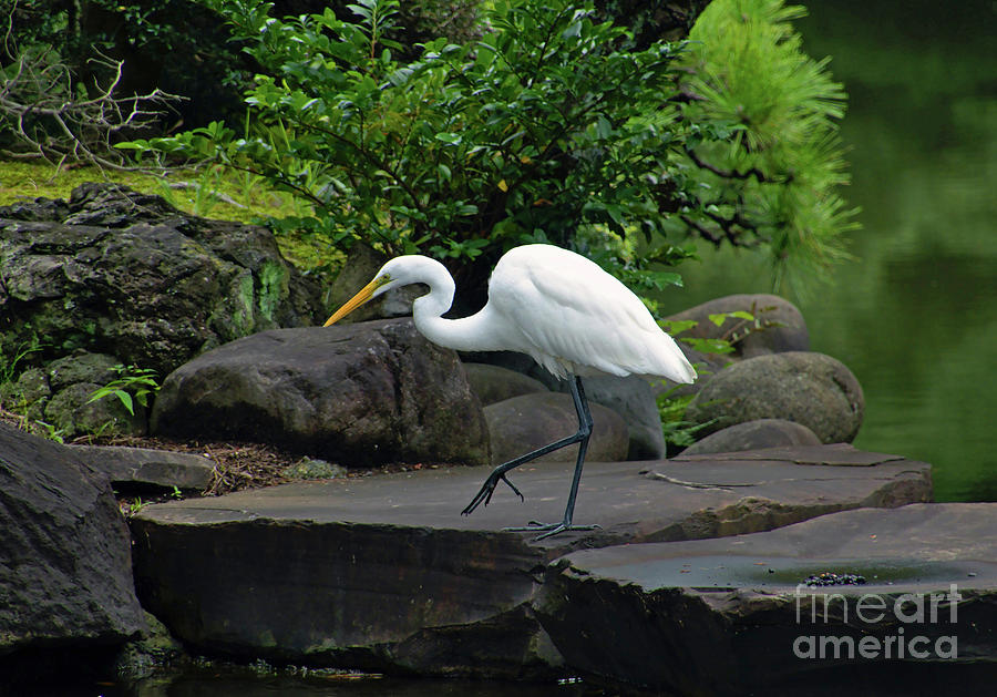 Egret On The Rocks Along The Trail Photograph by Sandi OReilly