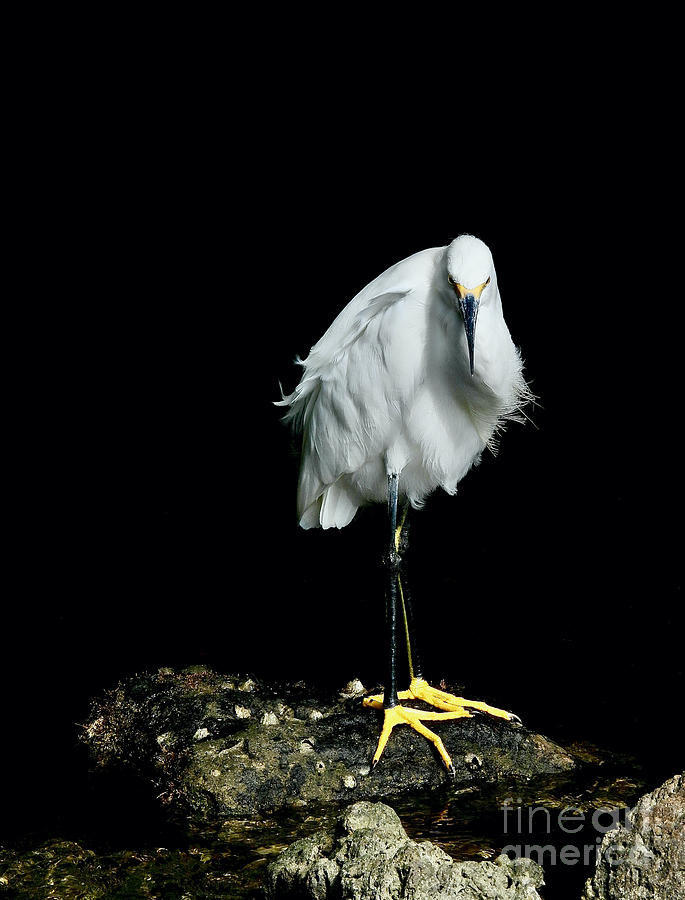 Egret on the Rocks Photograph by Beth Myer Photography