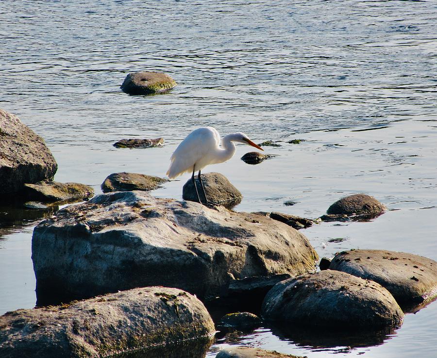 Egret on the Rocks Photograph by Stephanie Moore