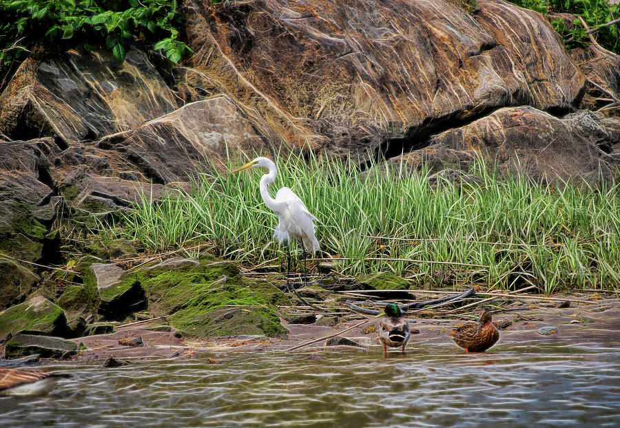 Egret on the shore Photograph by Cordia Murphy