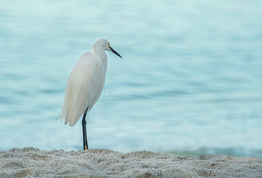 Egret on the Shore Photograph by Gordon Ripley