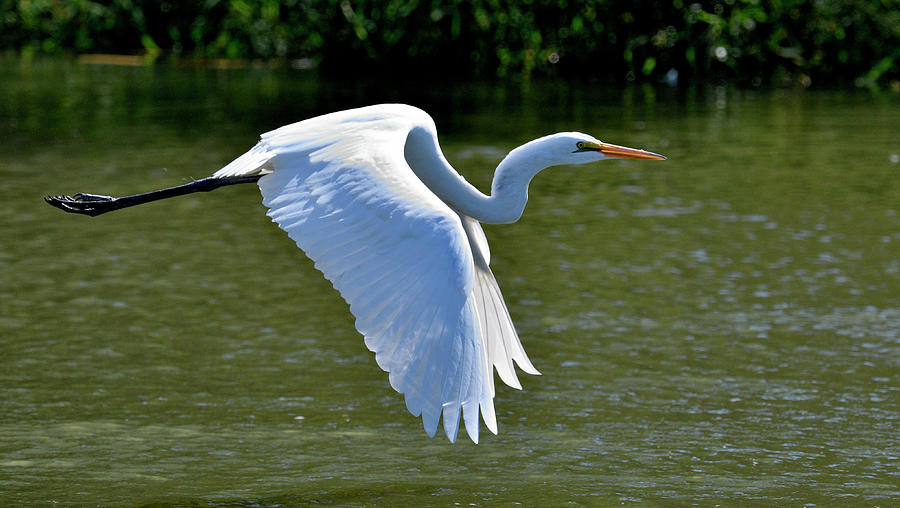 Egret over water Photograph by Paul Freidlund