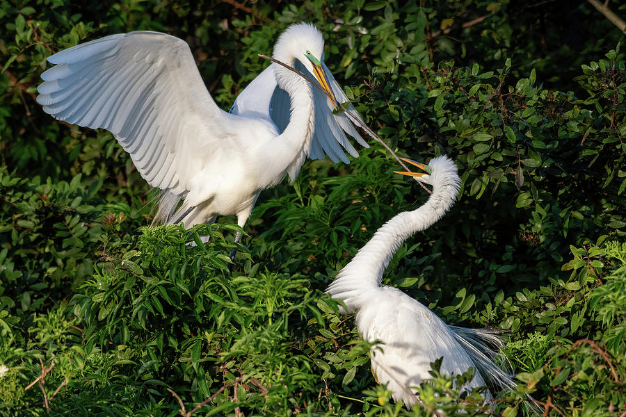 Egret Pair Passing a Branch Photograph by Bradford Martin