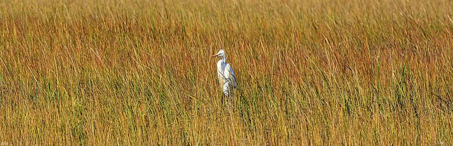 Egret Panorama by Lisa Wooten Egret Panorama by Lisa Wooten
