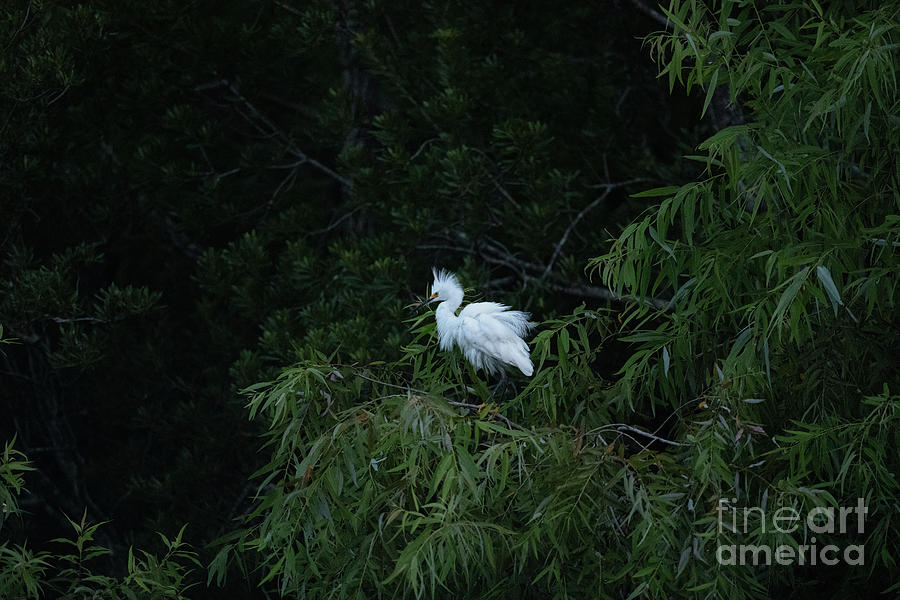 Egret Perched In Trees - Salt Marsh Photograph