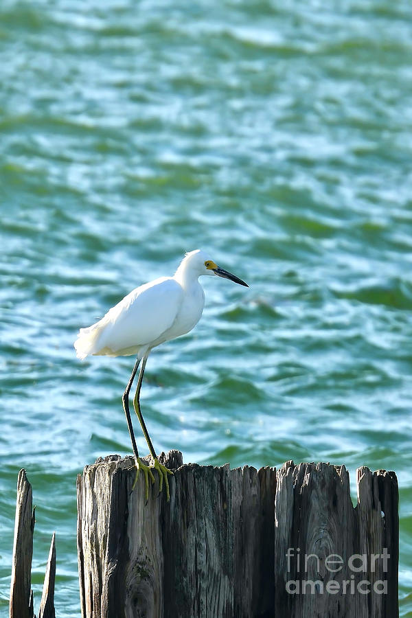 Egret Perching Photograph by Beth Myer Photography