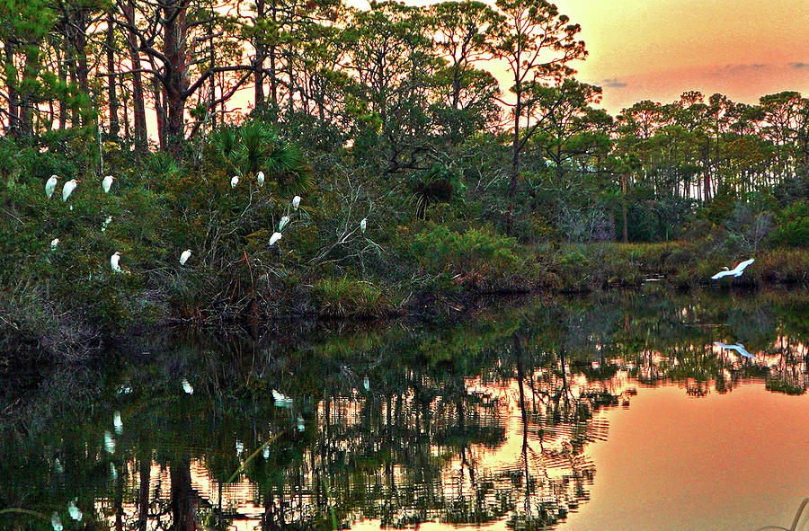 Egret Pond Photograph by Rick Wilking