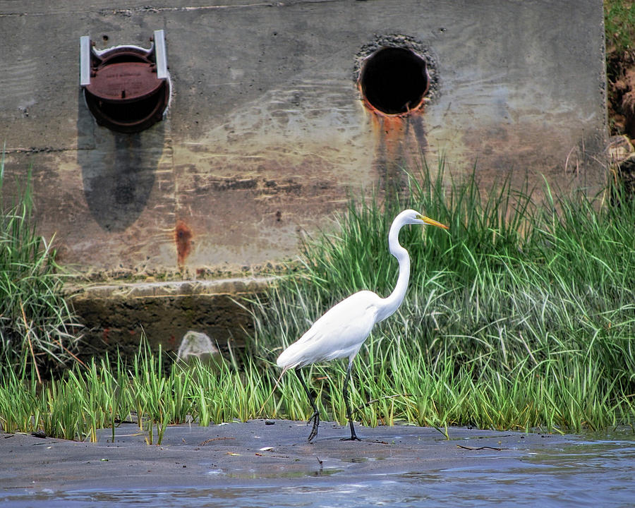 Egret prancing at the storm drain Photograph by Cordia Murphy