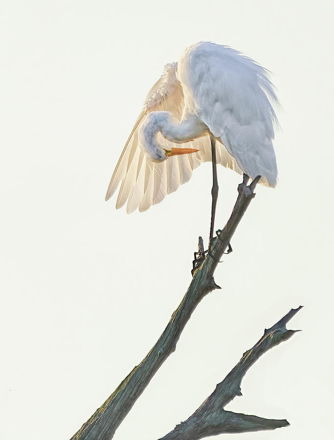 Egret Preening at Sunrise Photograph by Bill Chambers