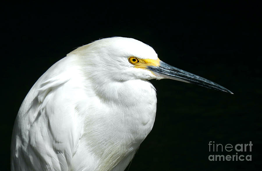 Egret Profile Photograph by Beth Myer Photography