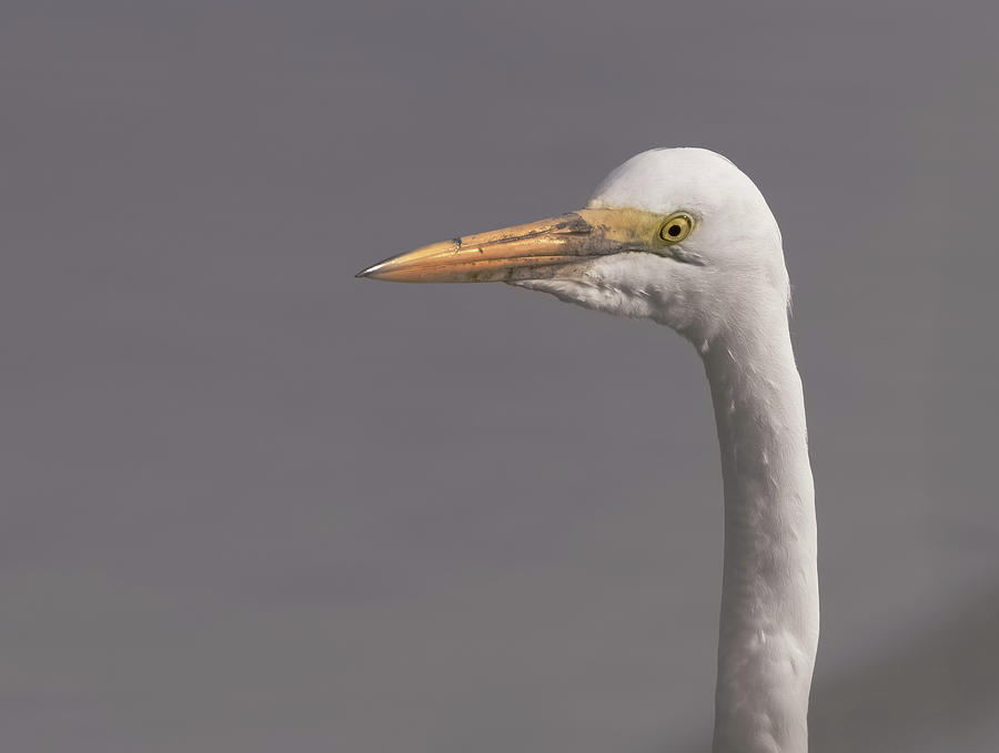 Egret Profile Photograph by Jean Noren