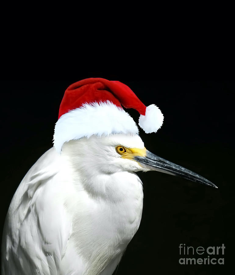 Egret Profile Santa Edition Photograph by Beth Myer Photography