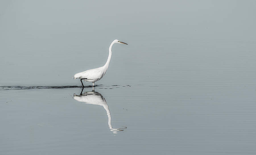 Egret reflected Photograph by Roni Chastain