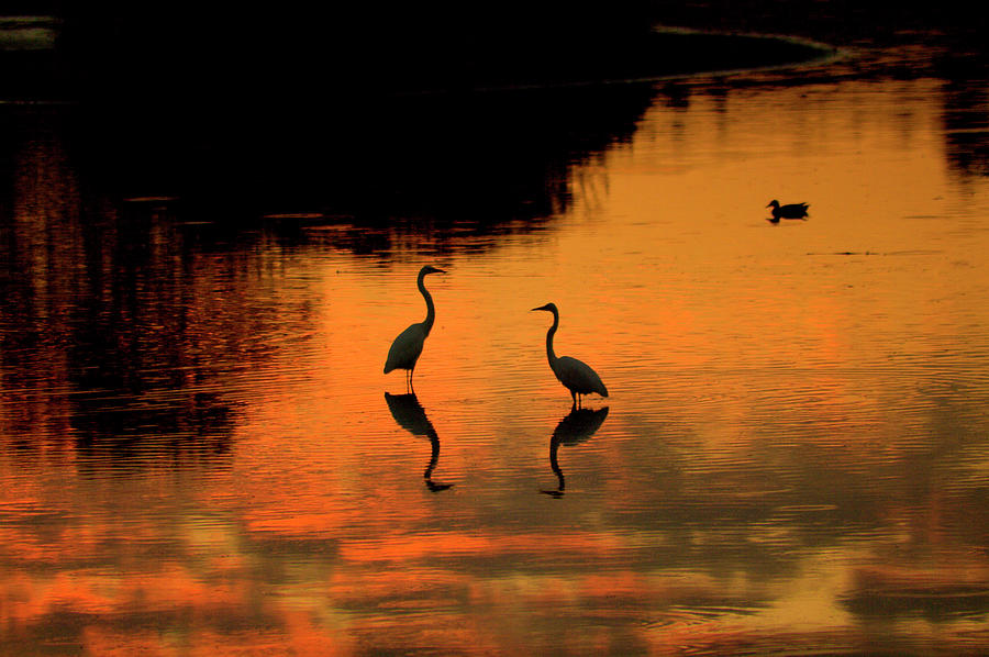 Egret Photograph - Egret Reflections at Sunset by Rebecca Harmon