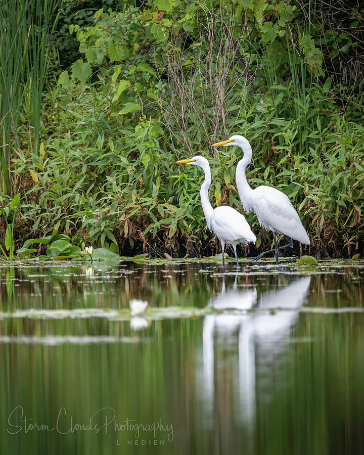 Egret Reflections WATERMARKED Photograph by Laura Hedien