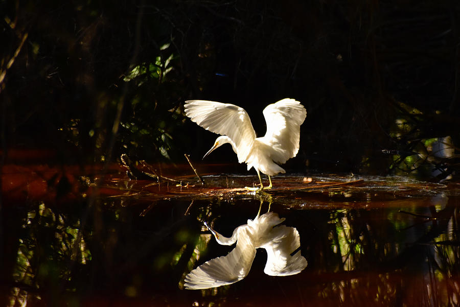 Egret Reflections  Photograph by William Dickgraber