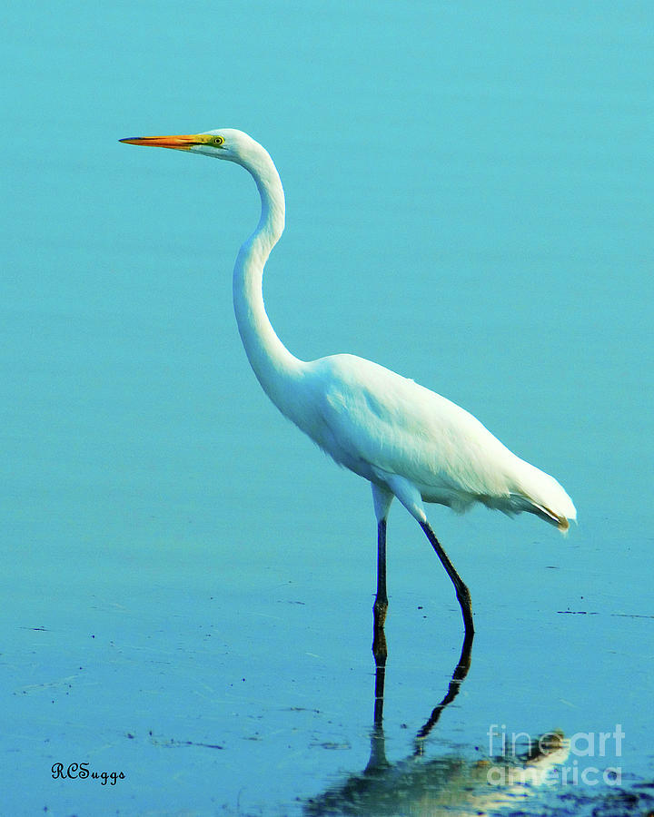 Egret Photograph by Robert Suggs