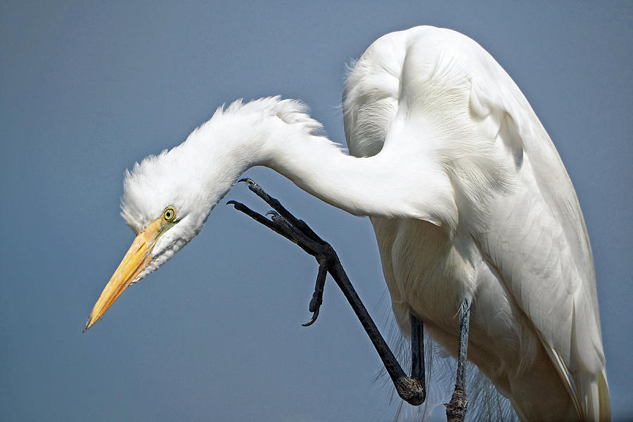 Egret Scratching an Itch Photograph by Bill Swartwout