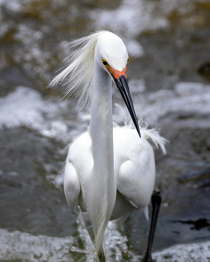 Egret Side Eye Photograph by Alan Raasch - Fine Art America