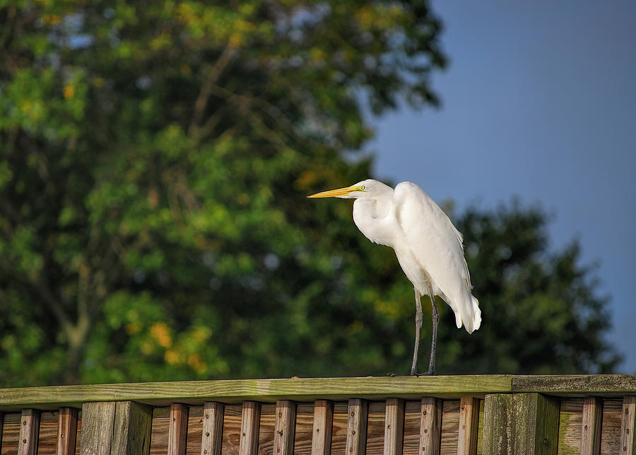 Egret Sitting On A Fence Photograph by Cordia Murphy
