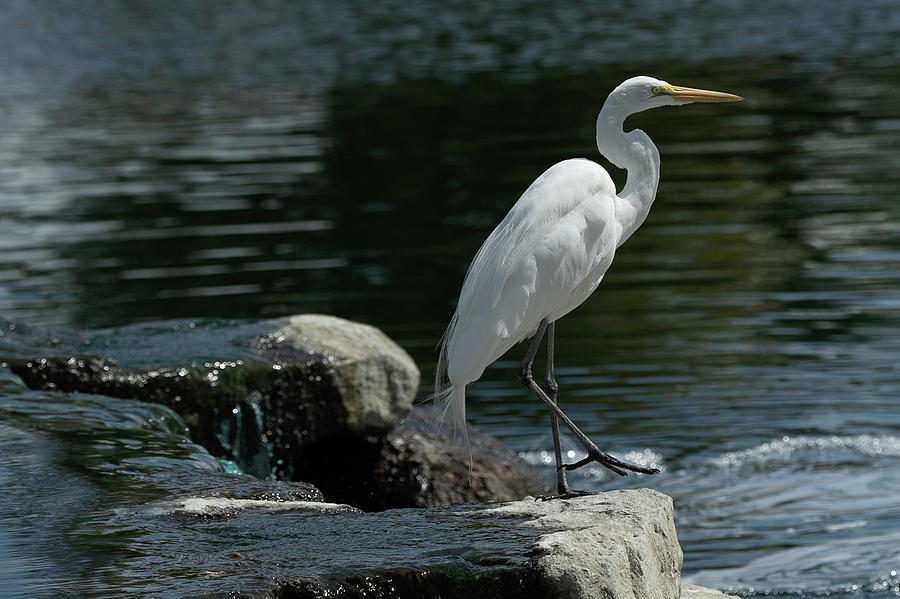 Egret Stepping Out Photograph by Bonnie Colgan