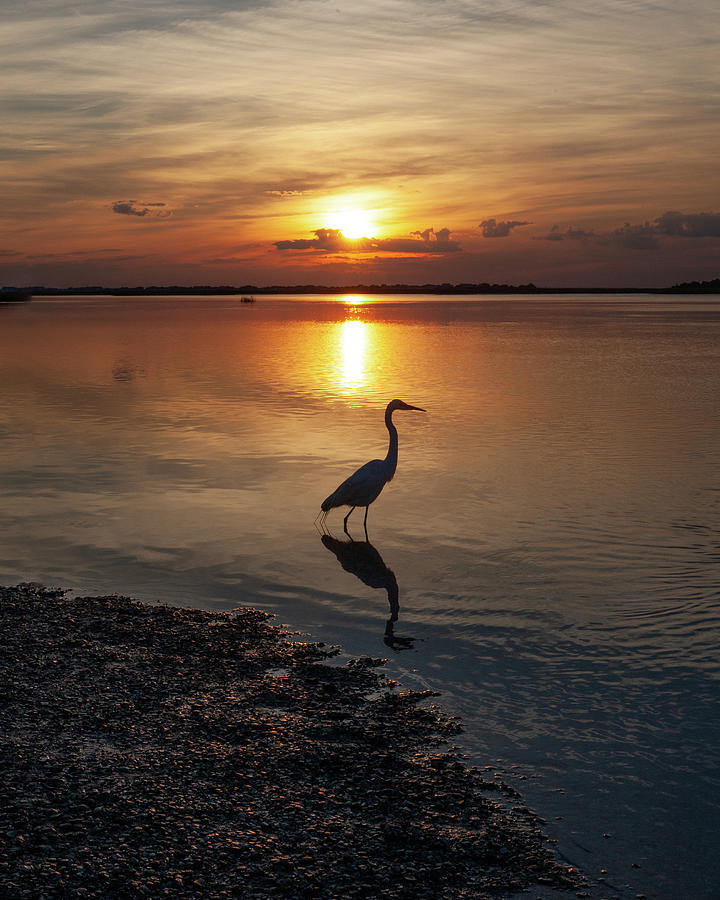 Egret Sunrise Photograph by Lon Dittrick