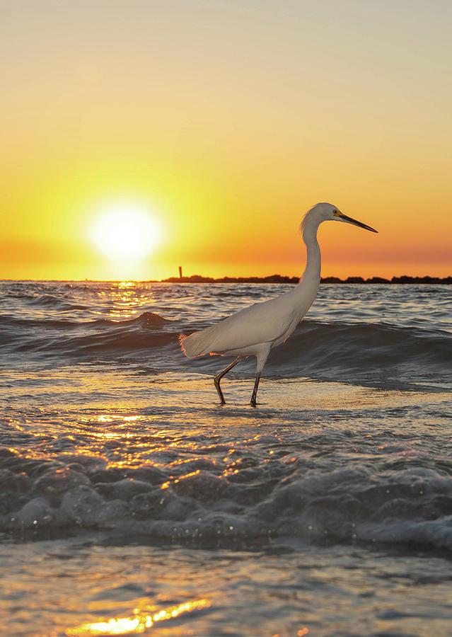 Egret Sunset Marco Photograph by Joey Waves
