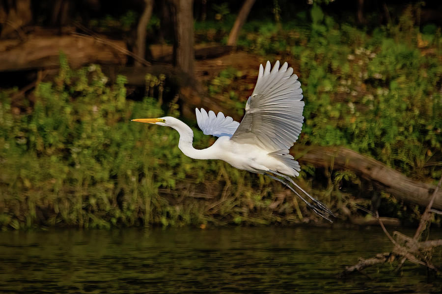 Egret Taking Off Photograph by Ira Marcus