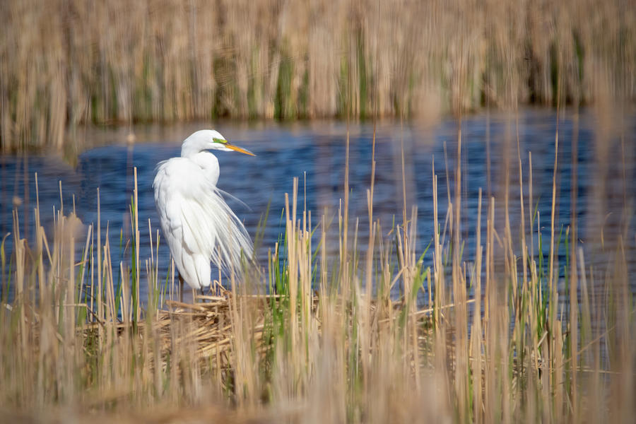 Egret Wading in the Wind Photograph by Ira Marcus
