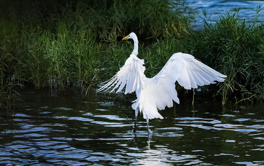 Egret Wading Photograph by Theresa D Williams