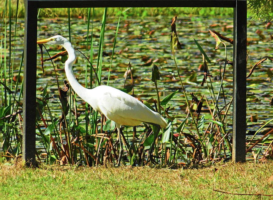 Egret Walking Photograph