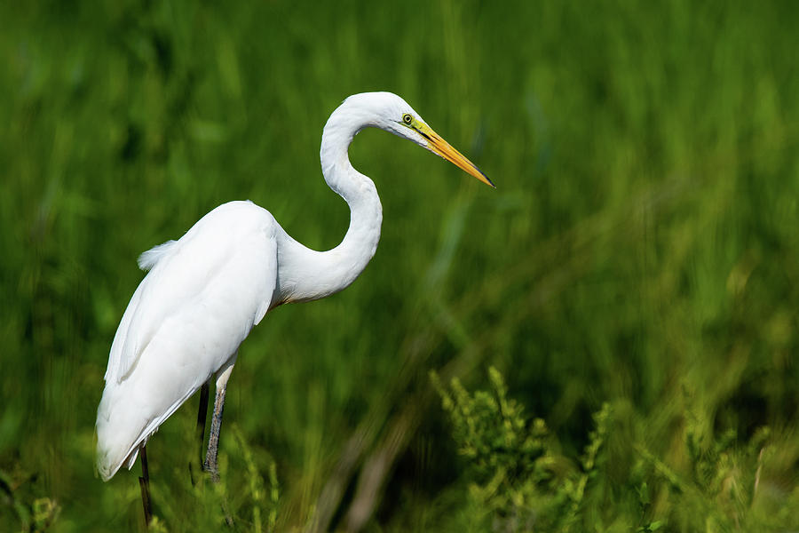 Egret Watching  Photograph by Rose Guinther